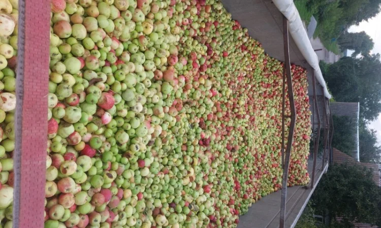 Продаются яблоки на переработку от 25 тонн с доставкой - фото № 2