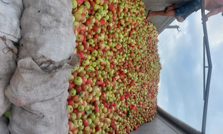 Продаются яблоки на переработку от 25 тонн с доставкой - фото № 3