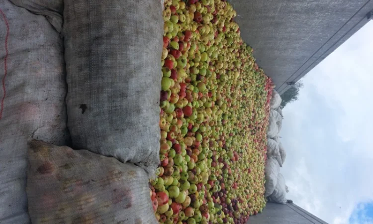 Купую яблука на переробку - фото № 1