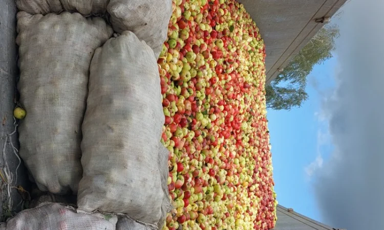 Купую яблука на переробку - фото № 2