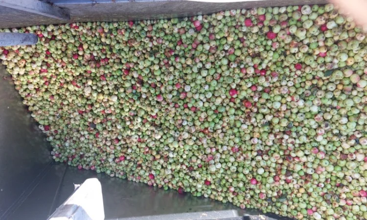 Купую яблука на переробку - фото № 3