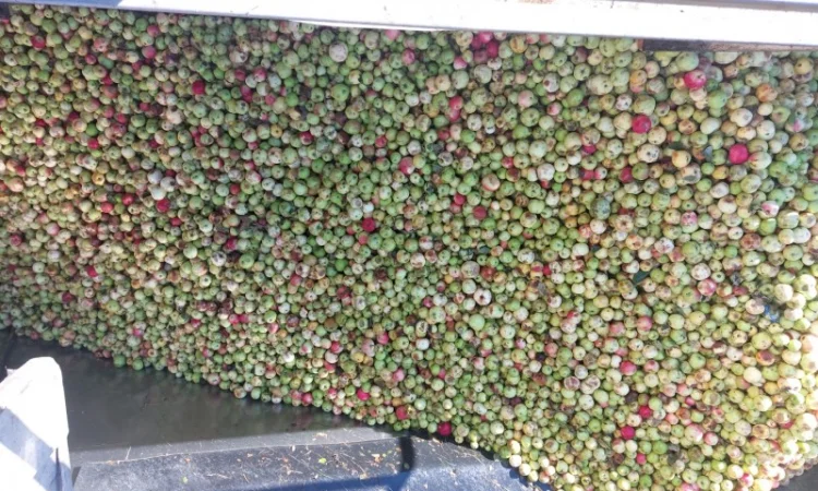 Купую яблука на переробку - фото № 4