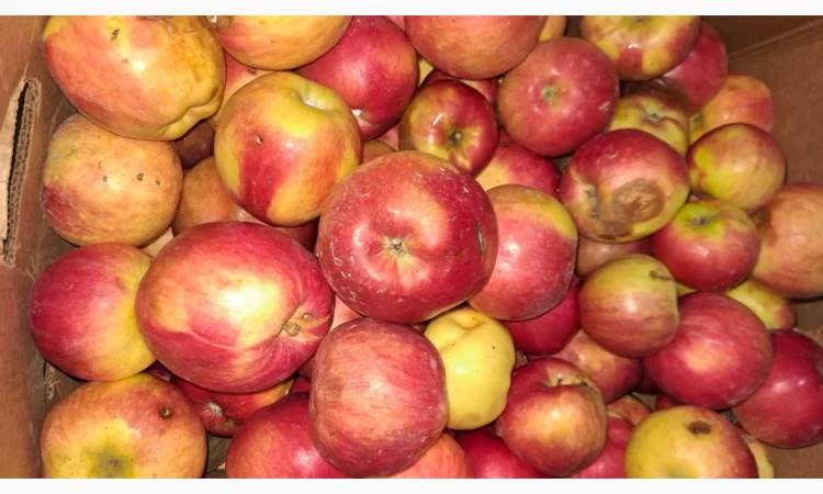 Продается яблоко для переработки - фото № 1