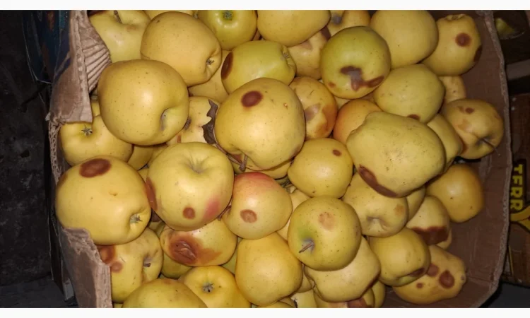 Продается яблоко для переработки - фото № 2