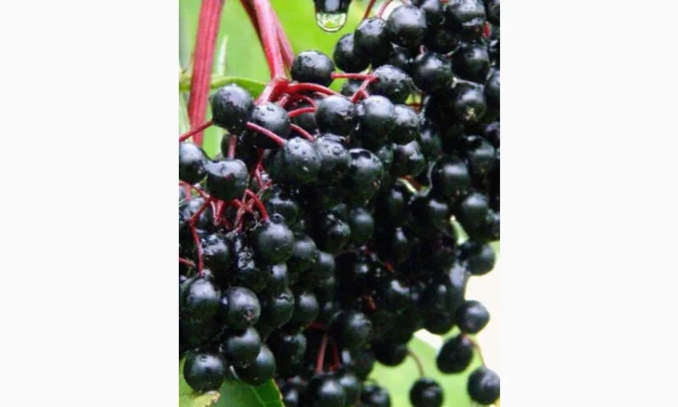 Закупаем сухую ягоду бузины – работаем с Новой почтой - фото № 1