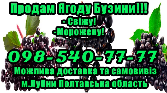 Продам бузину сезон 2025! Цена договорная! Любой объем - фото № 1