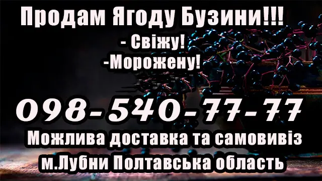 Продам Ягоду Бузины оптом!Сезон 2025 - фото № 1