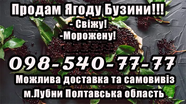 Продам Свежую Ягоду бузины!!!Крупным и мелким оптом!Сезон 2025 - фото № 1