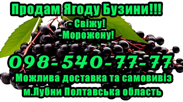 Продам ягоду бузини!Опт! Гнучкий Розрахунок - фото № 1