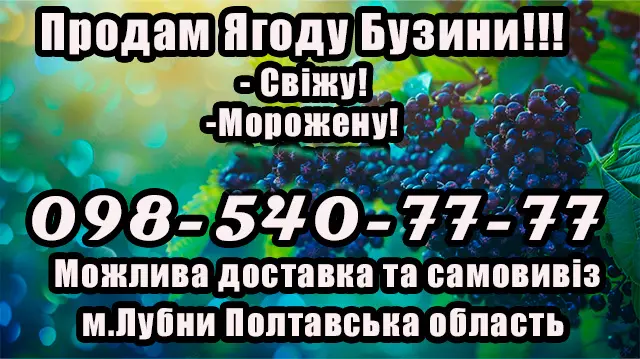 Продам бузину крупным и мелким оптом!Цена договорная - фото № 1