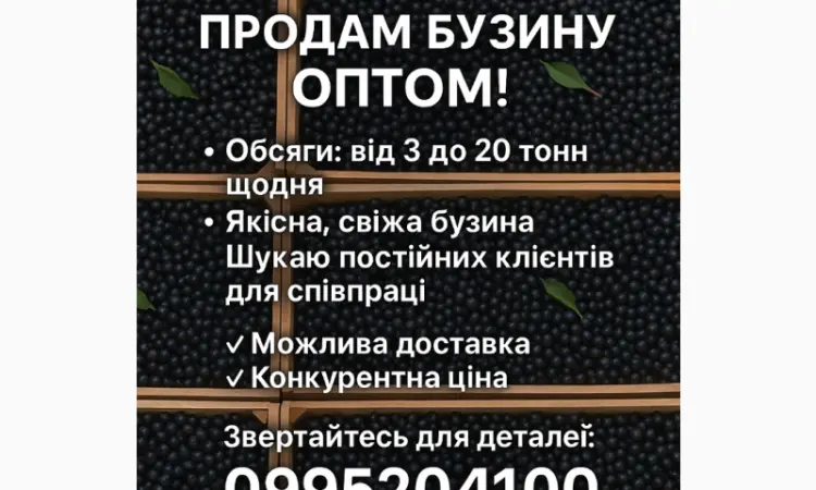 Продам бузину оптом любой объем - фото № 1