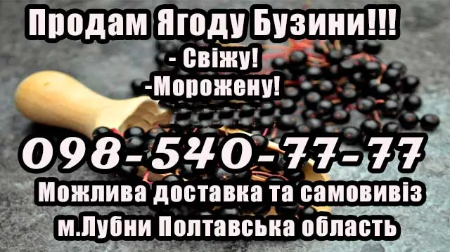 Реализую ягоду бузины мелким и крупным оптом!Сезон 2025 - фото № 1