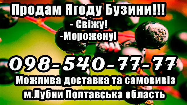 Предприятие продает крупным и мелким оптом ягоду бузины - фото № 1