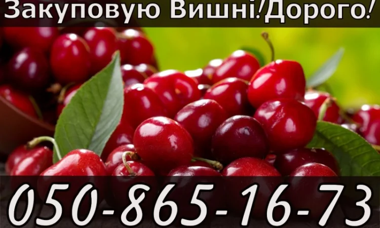 Куплю вишню на постійній основі - фото № 1