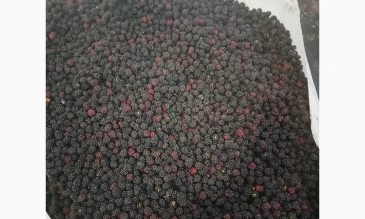 Продам ожину - фото № 1