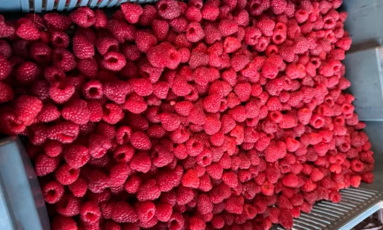 Куплю малину свіжу - фото № 1