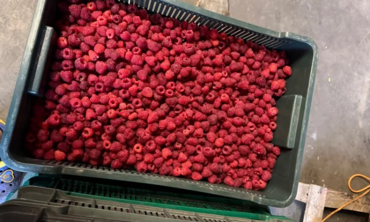 Куплю малину свіжу - фото № 2