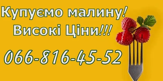 На постійній основі закуповую свіжу малину від населення та заготувачів - фото № 1