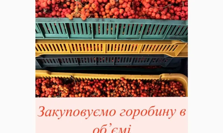 Куплю рябину красную (горобина/рябина) - фото № 1