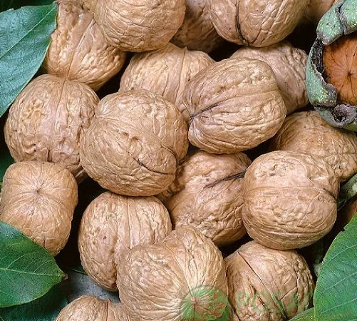 Куплю цілий горіх оптом/волоський горіх/орех - фото № 1