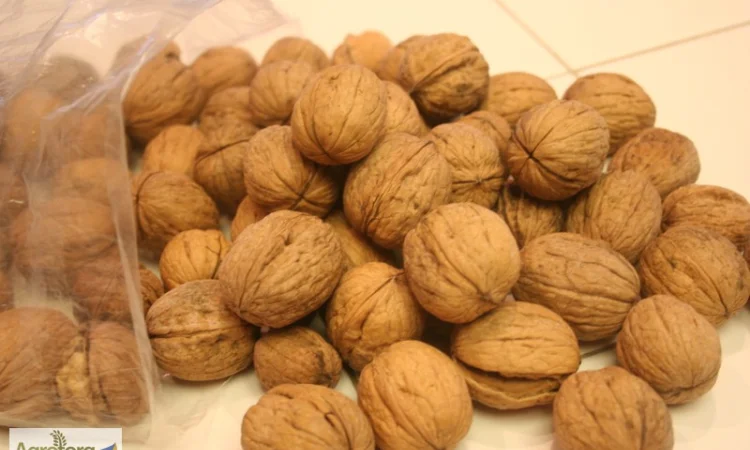 Куплю горіх оптом - фото № 1