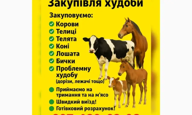 Закупка крупного рогатого скота - фото № 1
