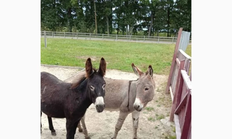 Продаємо ВІСЛЮКІВ - фото № 1