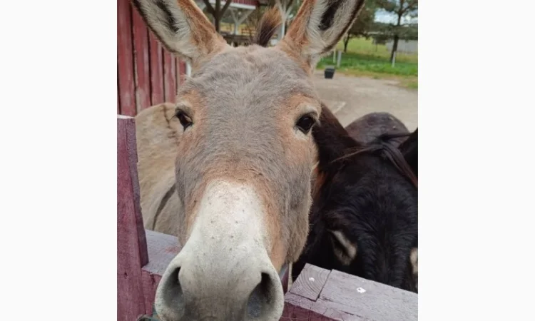 Продаємо ВІСЛЮКІВ - фото № 2