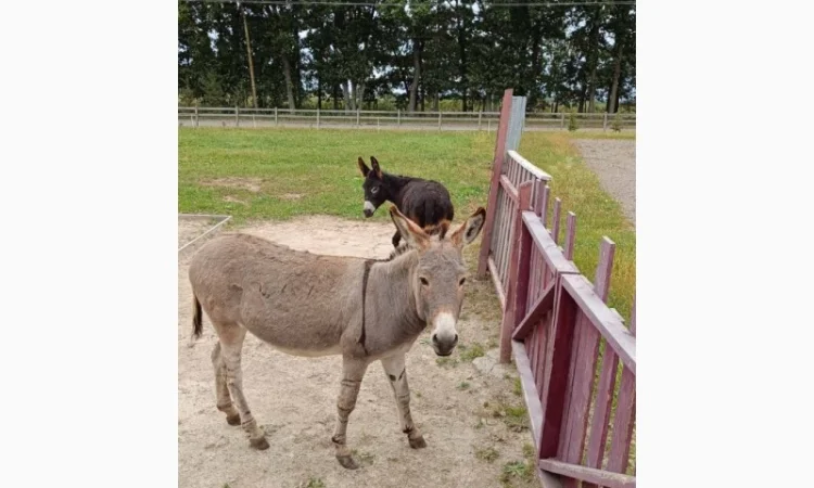 Продаємо ВІСЛЮКІВ - фото № 3