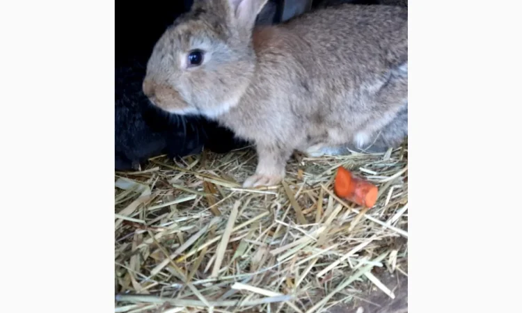 Пропонується продаж кроленят Фландерів - фото № 2