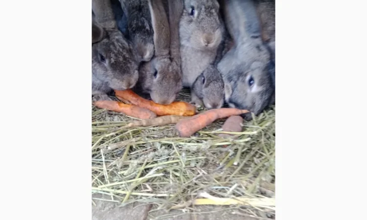 Кролики породи Бельгійці та Фландри - фото № 3