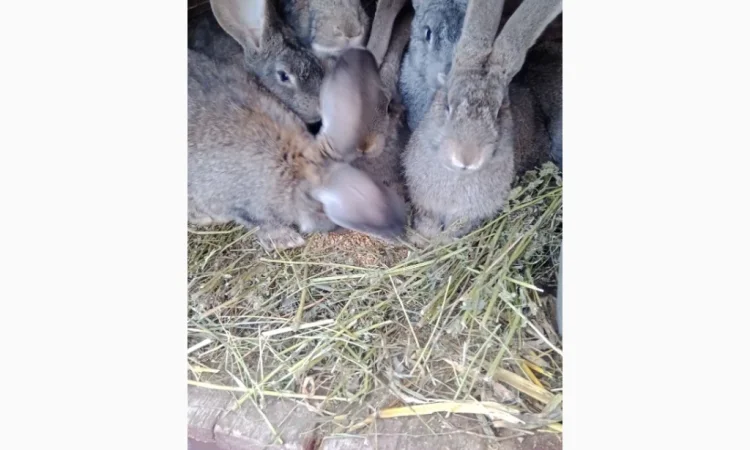 Кролики породи Бельгійці та Фландри - фото № 6
