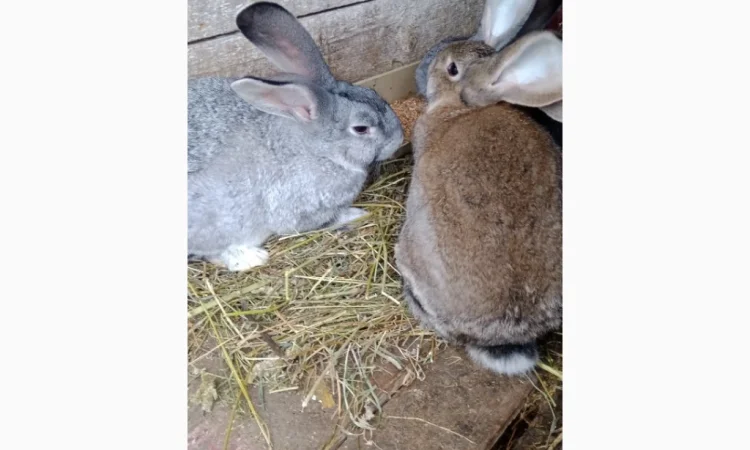 Кролики породи Бельгійці та Фландри - фото № 8