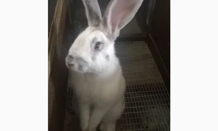 Продаються кролики м'ясних порід - фото № 1