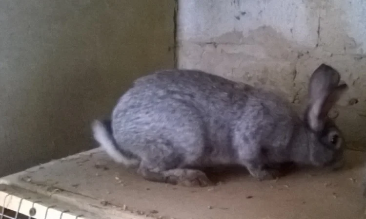 Продаються кролики м'ясних порід - фото № 4