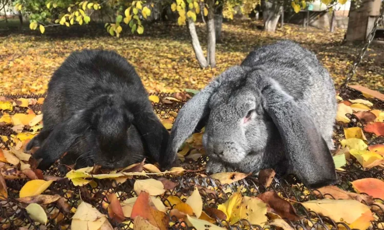 Продаются кролики крупной породы - фото № 1