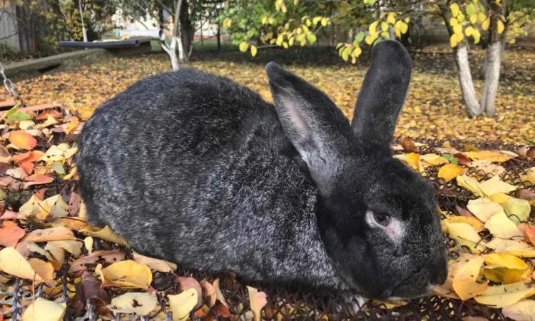 Продаются кролики крупной породы - фото № 3