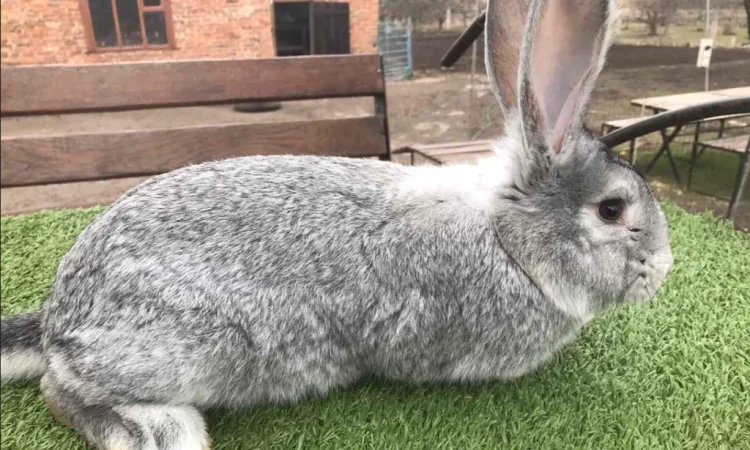 Продаются кролики крупной породы - фото № 4