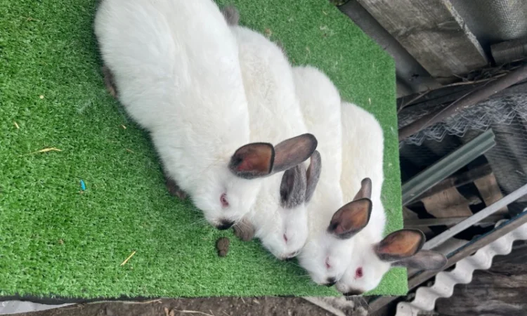 Кролики різних порід у продажу - фото № 1