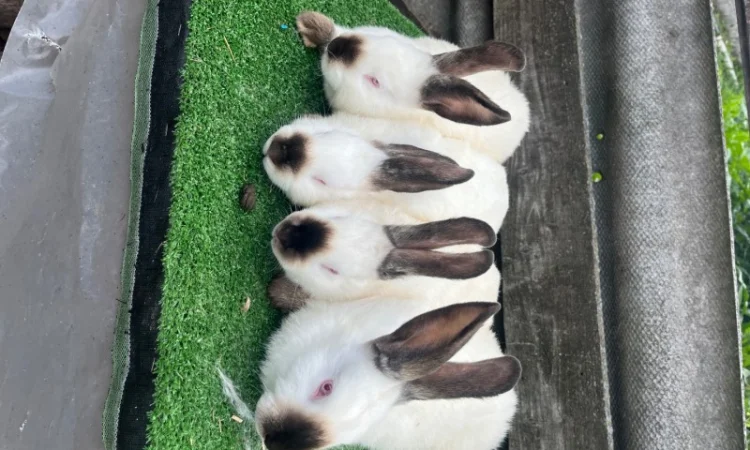 Кролики різних порід у продажу - фото № 2