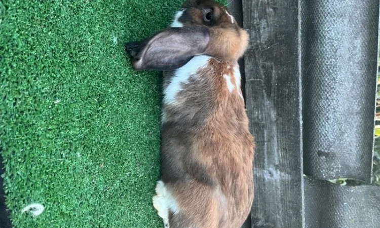 Кролики різних порід у продажу - фото № 5