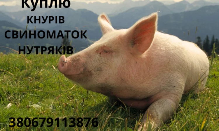 Куплю кнурів - фото № 1