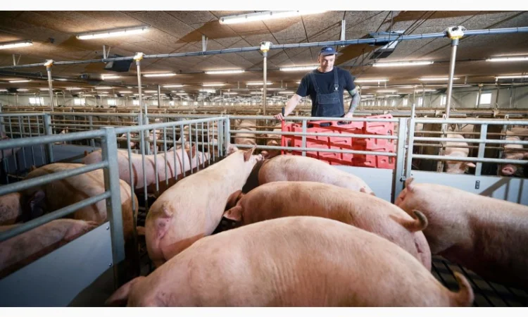 Покупаю свиней ДОРОГО! Харьковская - фото № 1