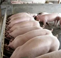 Харьковский мясокомбинат принимает на закупку свиней КРС и баранов - фото № 1