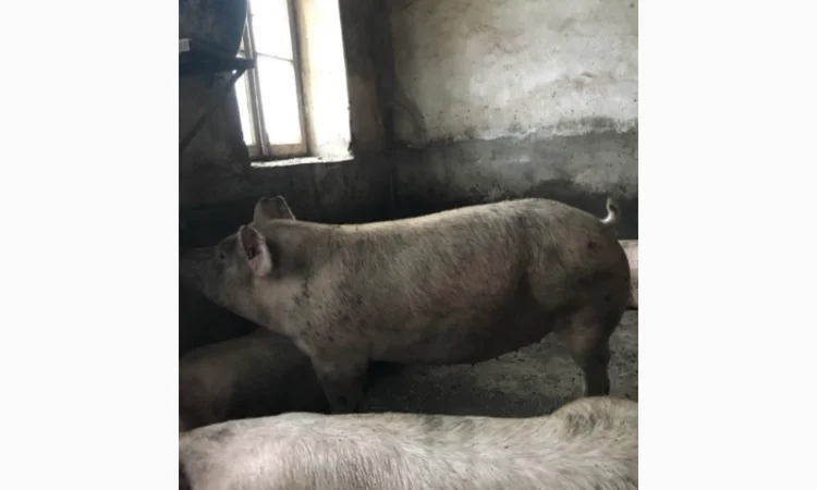 Куплю свиней 150 - фото № 1