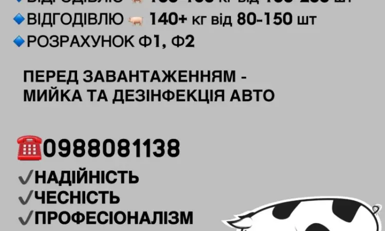 Срочно закупка свиней - фото № 1