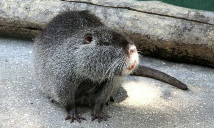 Продам нутрії - фото № 1