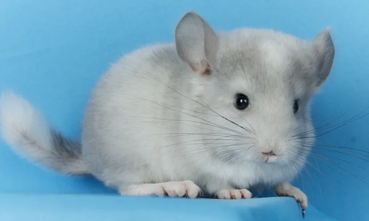 Пропонується маленький шиншилла - білий фіолетовий - фото № 2