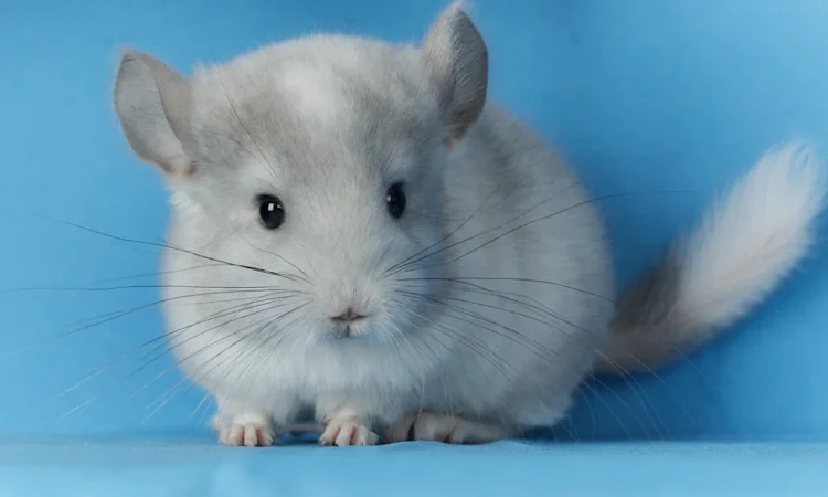 Пропонується маленький шиншилла - білий фіолетовий - фото № 3