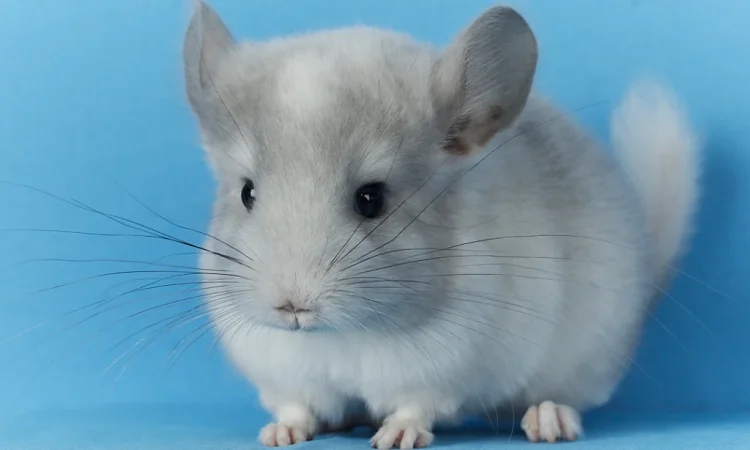 Пропонується маленький шиншилла - білий фіолетовий - фото № 4